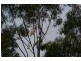 148 Boscombe Road, Brookfield QLD 4069